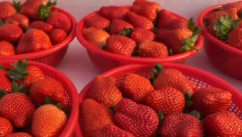 北京初级农产品市场供应充足，价格保持基本平稳