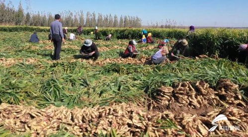 安丘大姜特色种植 初级农产品拓宽富民兴村路