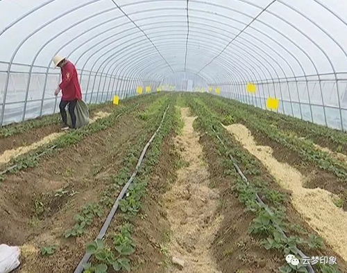 做强三大板块，夯实农业基础，筑牢初级农产品安全防线