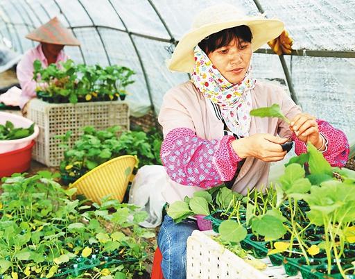 从田间到指尖 90后毕业生用初级农产品铺就创业之路