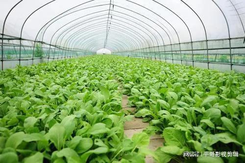 初级农产品 市场稀缺下的价值崛起