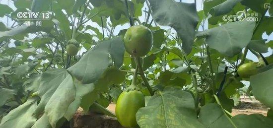 蔬菜全国大流通 价格回落背后的稳产保供基础