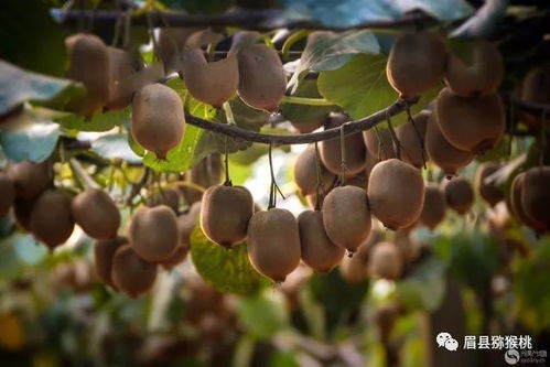 天赐人间奇异果 眉县猕猴桃带来的酸甜享受