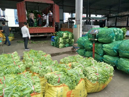 金桥农产品市场 守护群众“菜篮子”，保障供应充足价格平稳